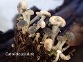 Cudoniella acicularis-amf736